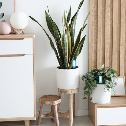 Haozee Tuya Smart Bluetooth Soil Tester Temperature and Humidity Meter Thermo Hygrometer Garden Automation Irrigation Detector