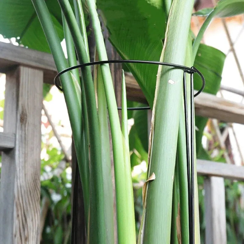 6pcs Tall Plant Support Stakes Metal Half Round Garden Plant Cage And Support Green Plant Support Ring Border For Flower Indoor