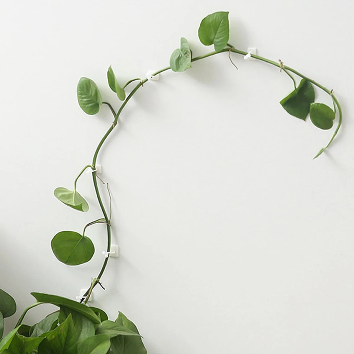 10pcs-Home Garden Plant Climbing Wall Fixture Clips Rattan Vine Fixer Self-Adhesive Plant Climbing Wall Fixed Buckle Hook